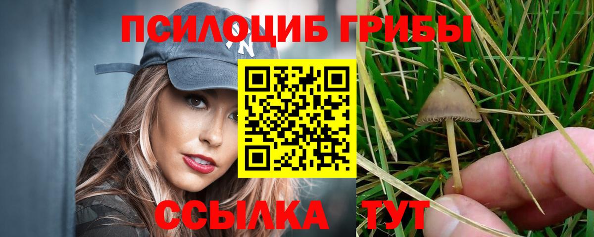 Псилоцибиновые грибы Psilocybine cubensis Брянск